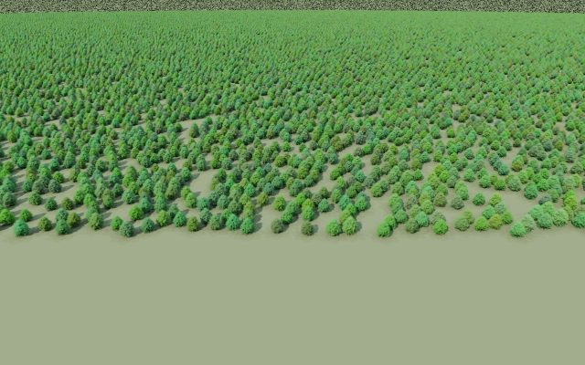 A forest rendered from instances of one baked linden